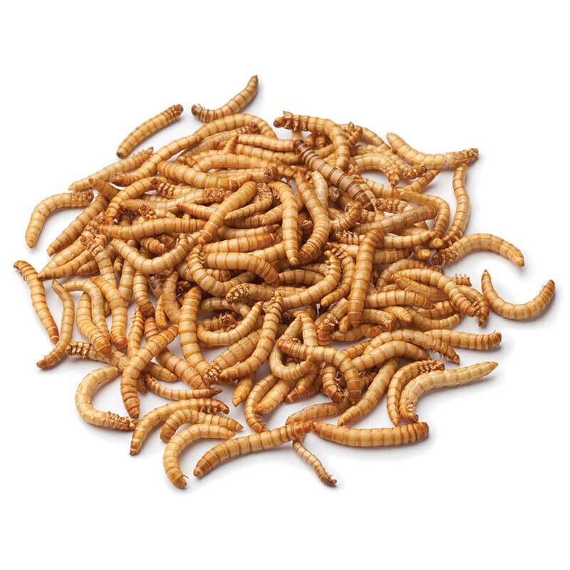 Meal Worms 50grams